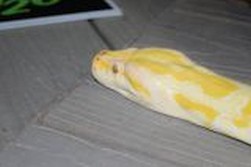 DSC_9698.jpg