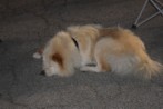 DSC_1932.jpg