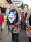DSC02395.jpg