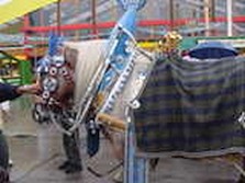 DSC02420.jpg