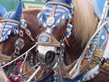 DSC02428.jpg