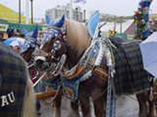 DSC02429.jpg