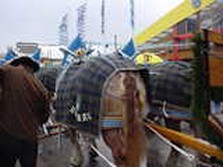 DSC02432.jpg
